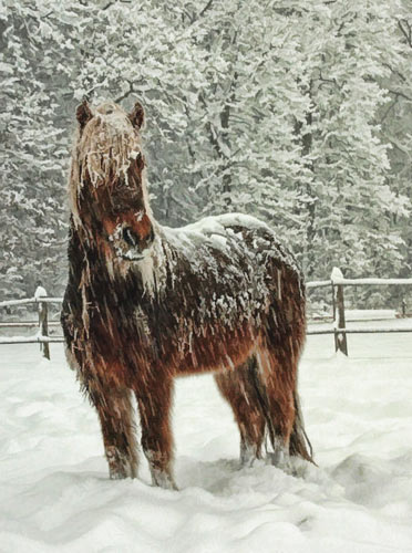 Icelandic Horses